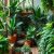 Urban Jungle w praktyce: kluczowe cechy i zasady, które tworzą spójną miejską dżunglę w domu